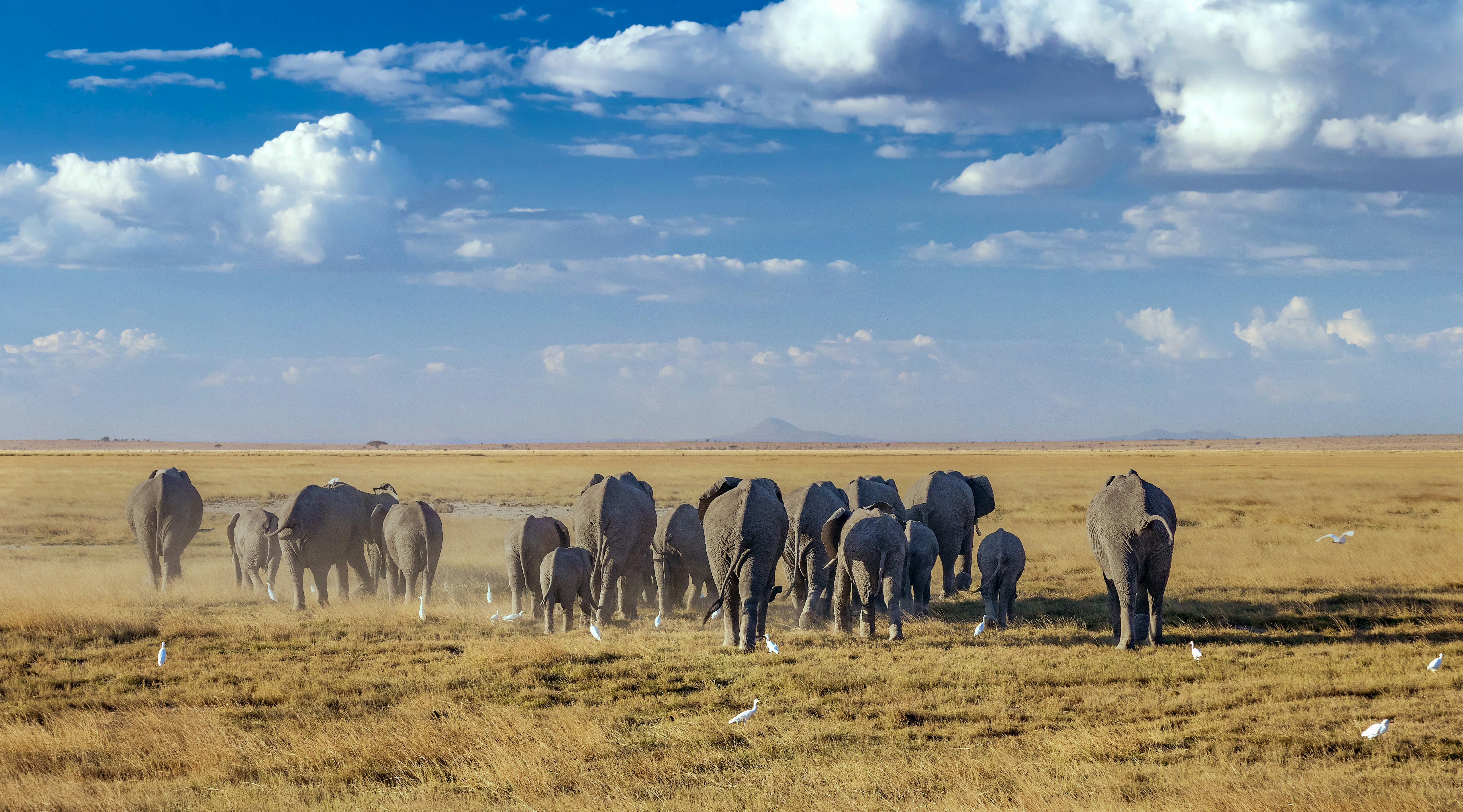Large herd of elephants at Amboseli swamps with Kilimanjaro