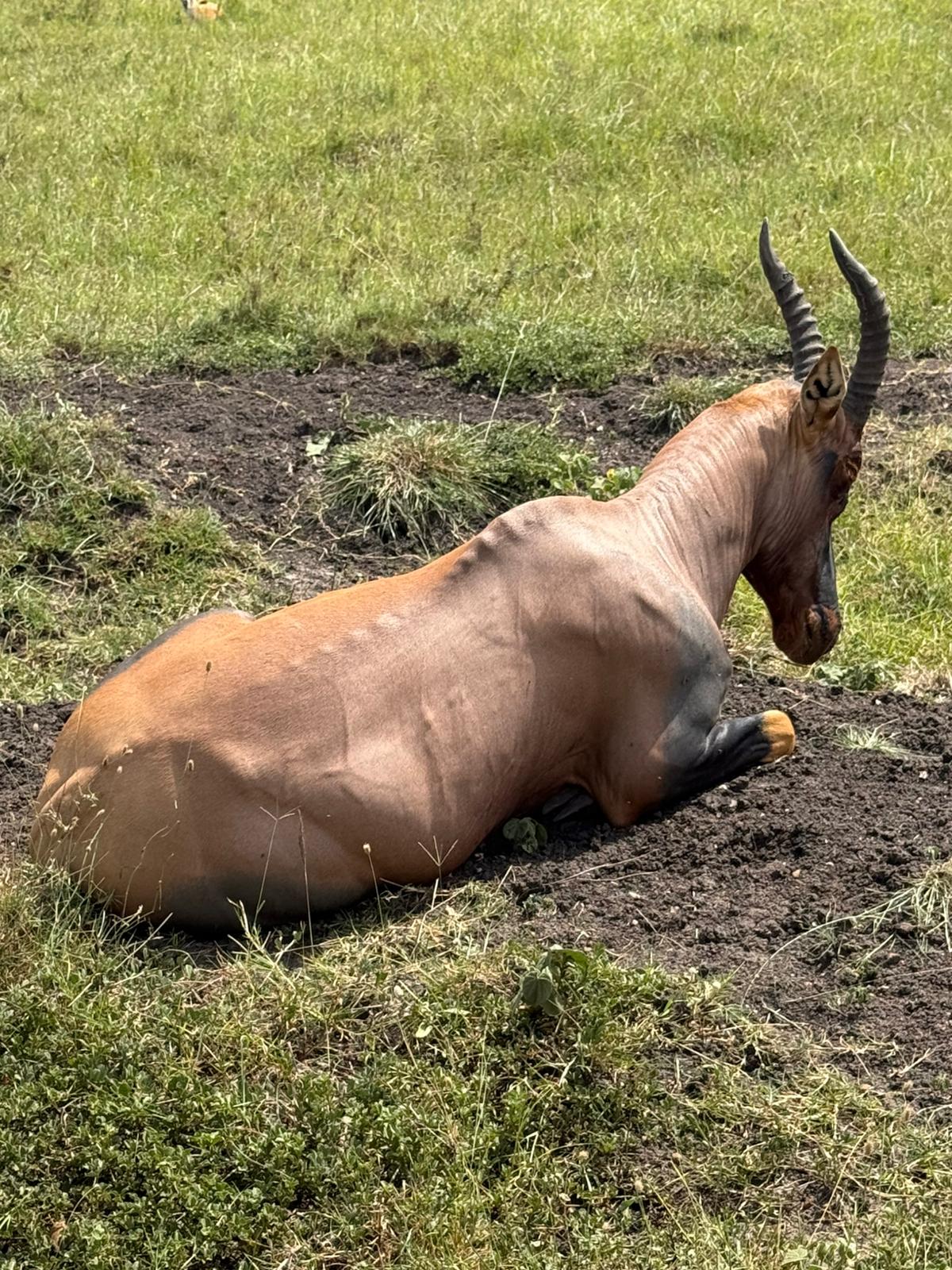 Elephant family walking with Mount Kilimanjaro in background at Amboseli