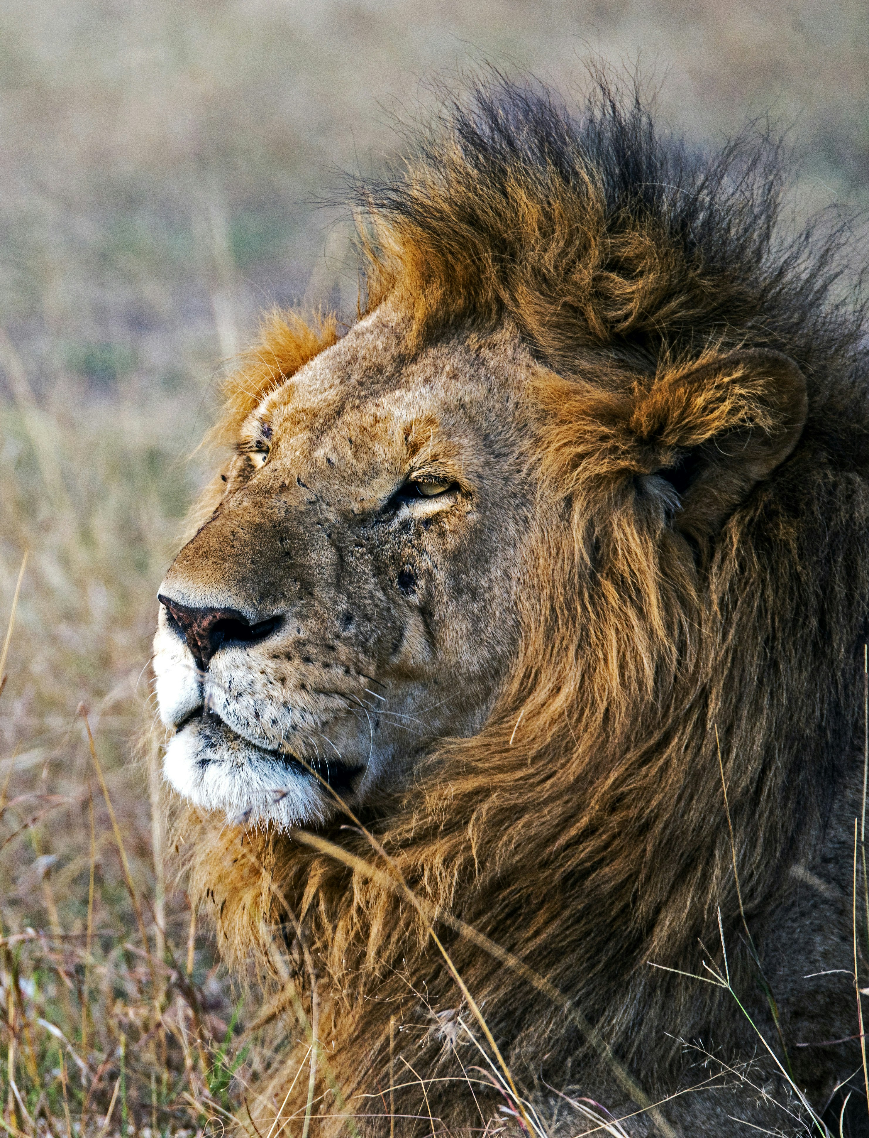 Lion resting on red Tsavo rocks during golden hour